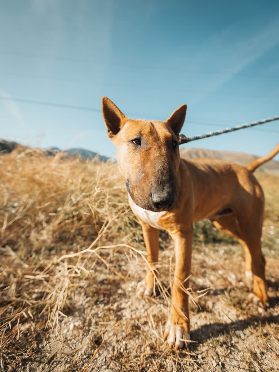 Red and white bull terrier on a lead standing in dry grass below the hills